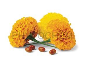 Marigold Flower Extract 5% Zeaxanthin