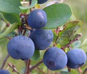 Bilberry 25% Anthocyanidins, European