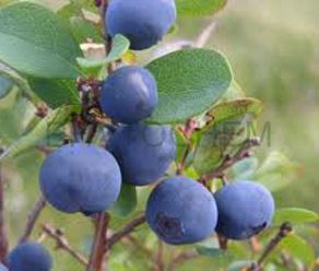 Bilberry Extract 4:1