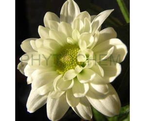 Chrysanthemum Flower Extract 5:1