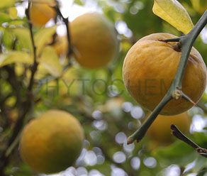 Citrus Aurantium Extract 30% Synephrine