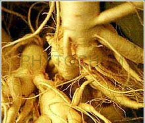 Ginger Root Extract 5% Gingerols
