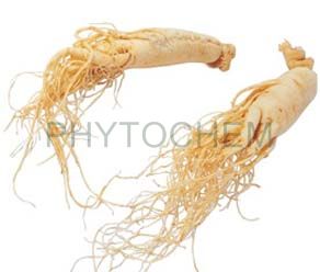 Ginseng Root Extract 10% Ginsenosides