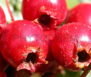 Hawthorn Berry Extract 10:1