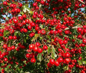 Hawthorn Berry Extract 2%