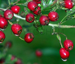 Hawthorn Berry Extract 5%