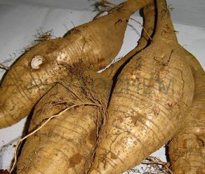 Pueraria Root Extract 40%, UV
