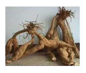 Kudzu Root Extract 99.99% Puerarin
