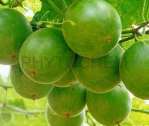 Luo Han Guo Fruit Extract 30% Mogroside-V