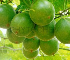 Luo Han Guo Fruit Extract 8% Mogrosides