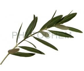 Olive Leaf Extract 25% Oleuropein