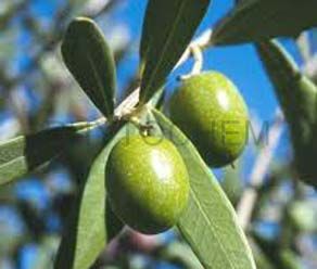 Olive Leaf Extract 25% Hydroxytyrosol