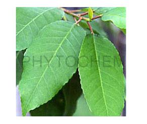 Pygeum Africanum Extract 2.5% Phytosterol