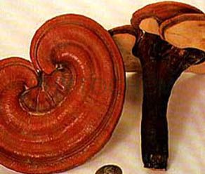 Reishi mushroom 30% Polysaccharides