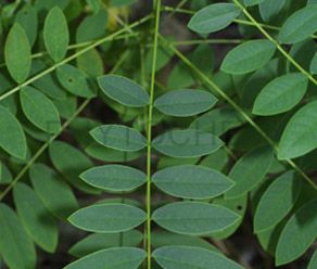 Senna Leaf Extract 10% Sennosides