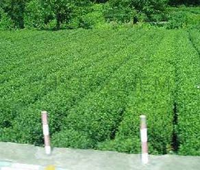 Tea Extract Green  40% Polyphenol