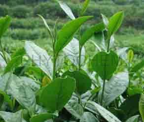 Tea Extract Green 50% Polyphenol