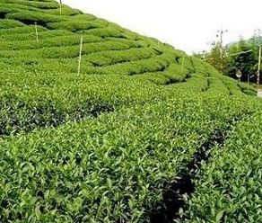 Tea Extract Green Tea 95% Poly, 45% EGCG