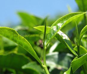Tea Extract Green Tea 50% EGCG
