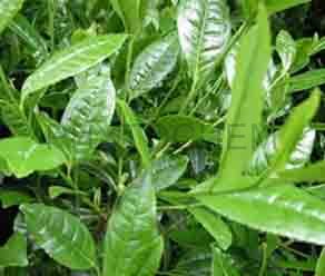 Tea Extract Green Tea 80% Polyphenols