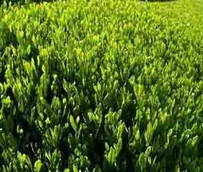 Tea Extract Green Tea 90% Polyphenol