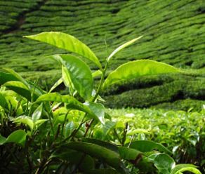Tea Extract Green Tea 95% EGCG