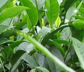 Tea Extract Green Tea 98% Poly, 50% EGCG