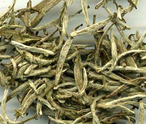 Tea Extract White Tea Extract 98% Polyphenol