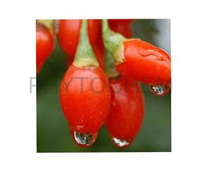 Wolfberry Extract 50% Polysaccharides