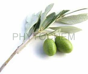 Olive Leaf Extract 15% Oleuropein